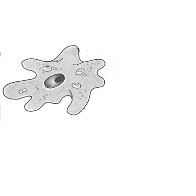 amoeba