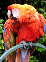 Image of a parrot using 24 bit color