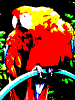 Image of a parrot using only 8 colors