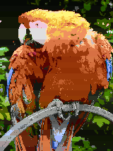 Image of a parrot using 256 colors