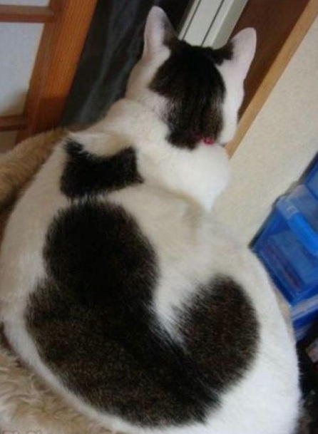 a photo of a white cat from the top; the back of the white cat page is a black patch that looks like the same cat