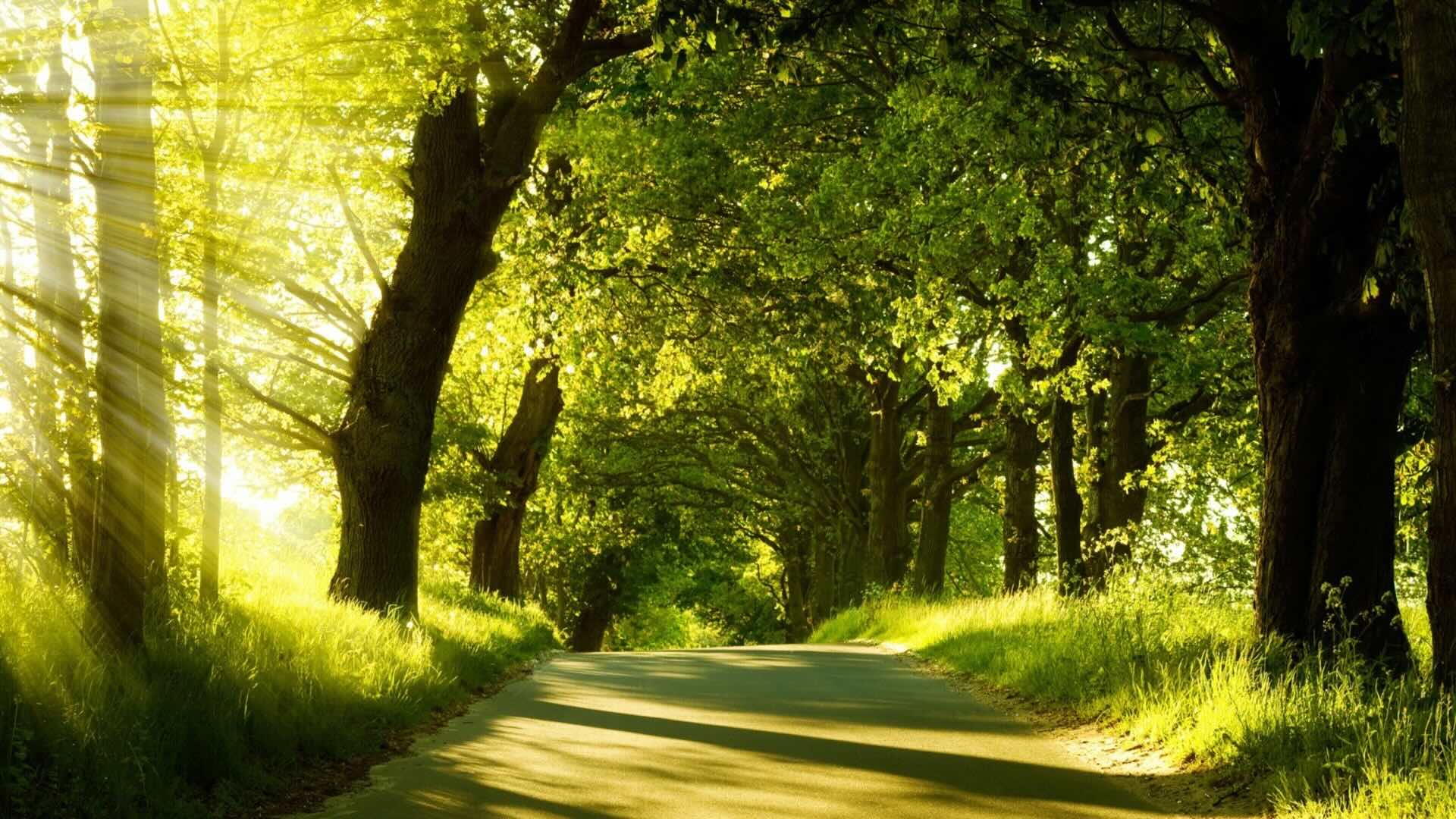 A road through a wooded area, trees on either side. The image is suffused in a beautiful green color, with sunlight filtering in from the left.